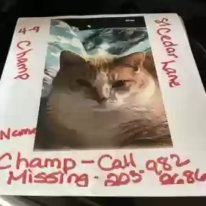 lost male cat champ