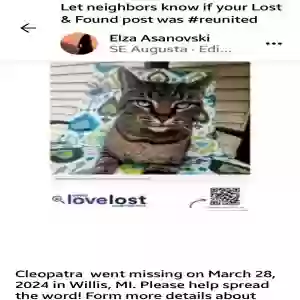 lost female cat cleopatra