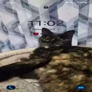 lost female cat mocha