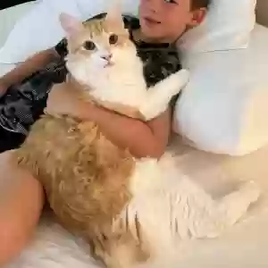 lost male cat ducky