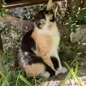 lost female cat catalina