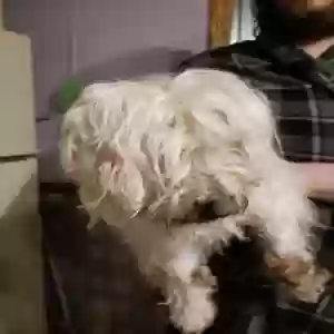 found female dog unknown