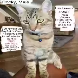 lost male cat rocky