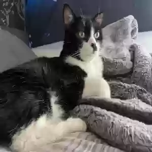 lost male cat sylvester