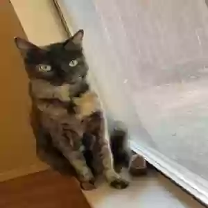 lost female cat spook