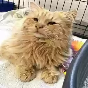 lost male cat fluffy
