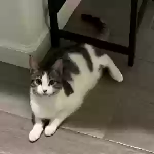 lost female cat mila