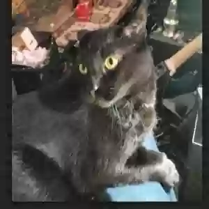 lost male cat little guy