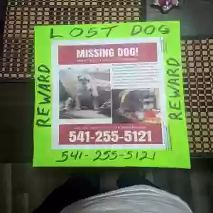 lost male dog rocky