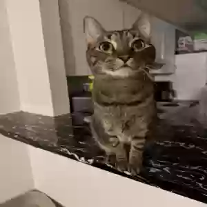lost male cat stark