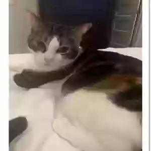 lost female cat lucy
