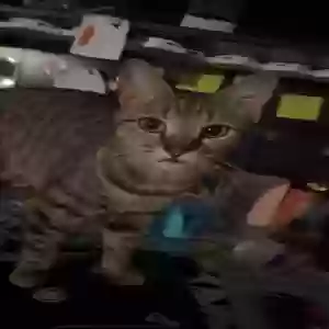 lost female cat tt