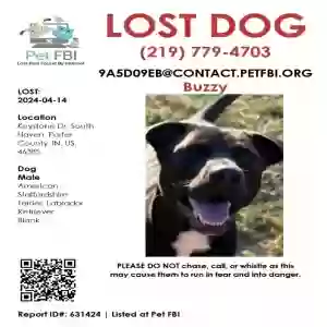 lost male dog buzzy