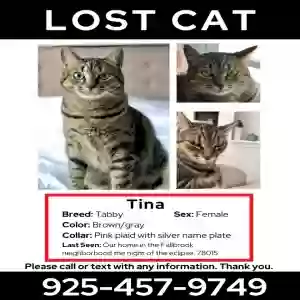 lost female cat tina