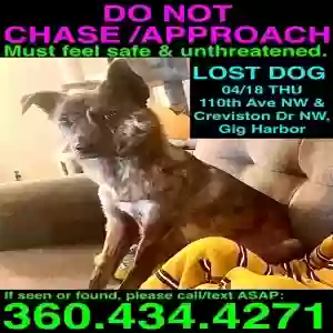 lost female dog isley