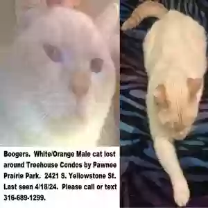 lost male cat boogers