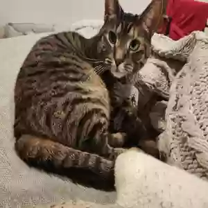 lost female cat hazy