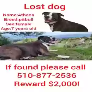 lost female dog unknown