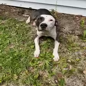 found female dog unknown