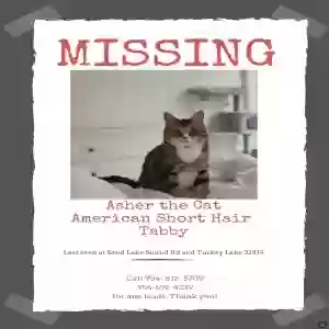 lost male cat asher