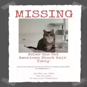 Lost Male Cat