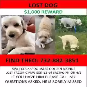 lost male dog theo