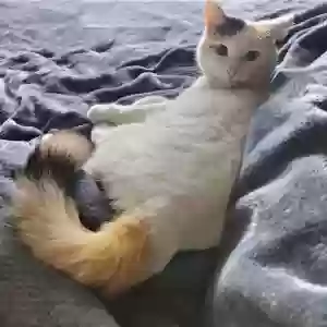 lost female cat gaia (guy-ah)