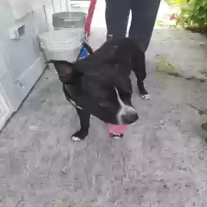 found male dog unknown