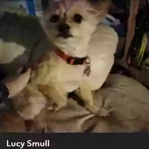 lost female dog lucy smull