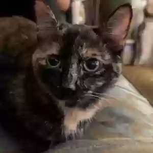 lost female cat brownie