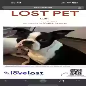lost female dog luna