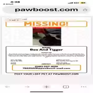 lost female cat boo and tigger