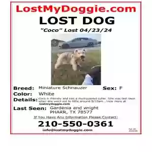 lost female dog coco