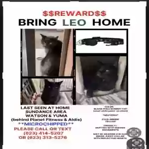 lost male cat leo