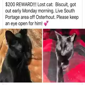 lost male cat biscuit