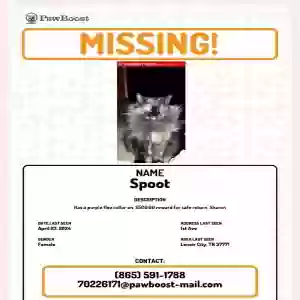 lost female cat spoot