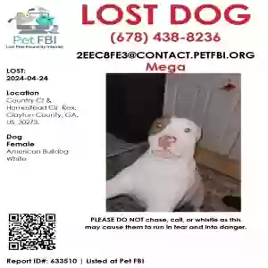 lost female dog mega