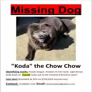 lost female dog koda