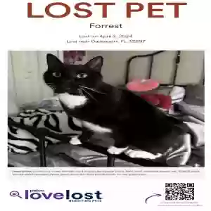 lost male cat forest