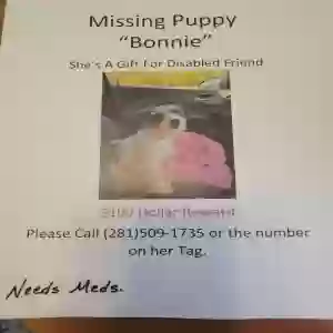 lost female dog bonnie