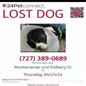 lost male dog tj