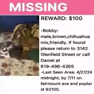 lost male dog bobby