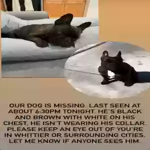 lost male dog hussle