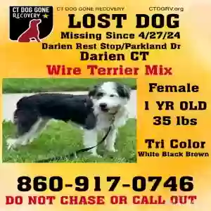 lost female dog meadow