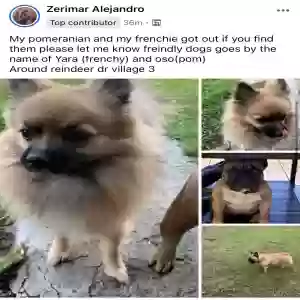 lost female dog yara and oso