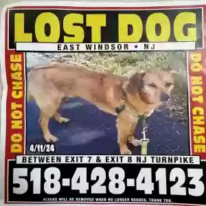 lost male dog raphael
