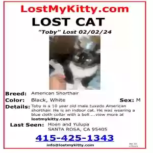 lost male cat toby