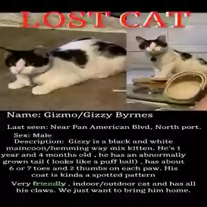 lost male cat gizmo/gizzy byrnes