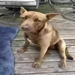 found female dog unknown