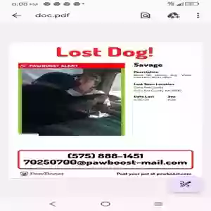 lost male dog savage
